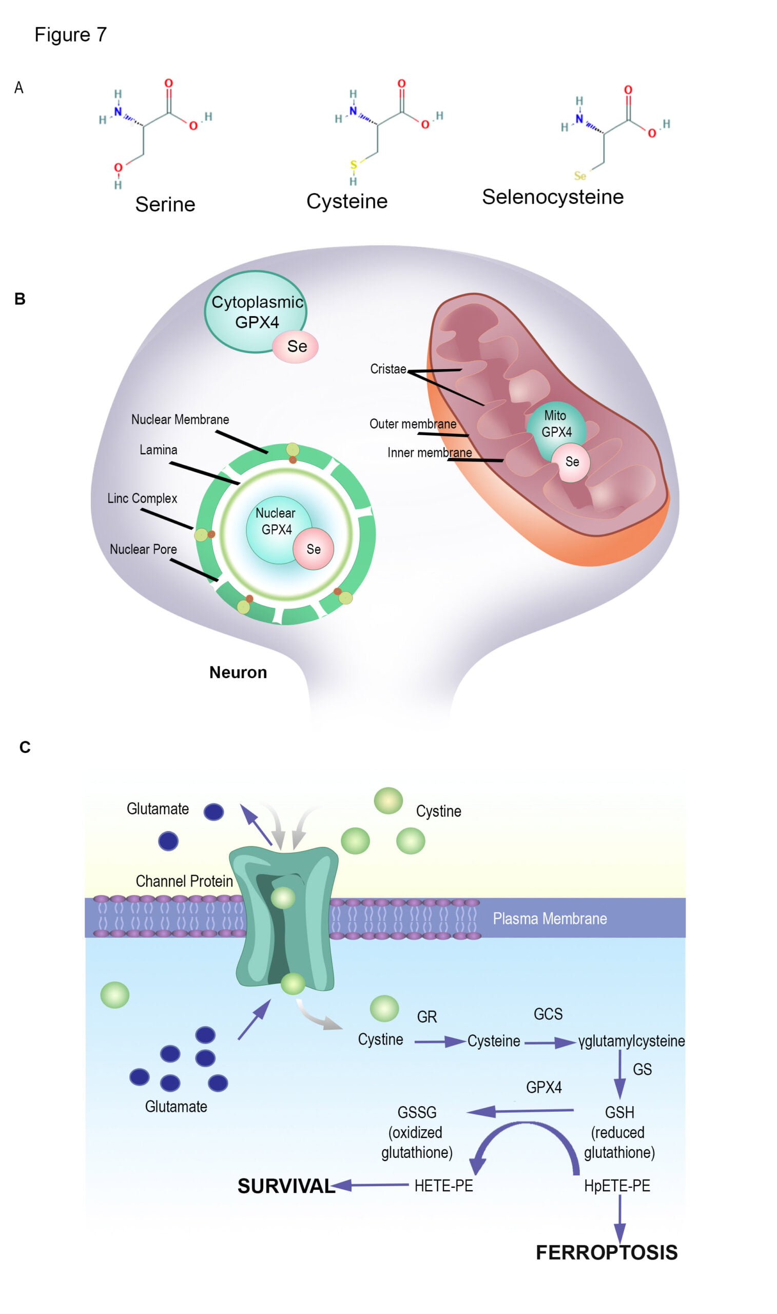 Biological Illustrator