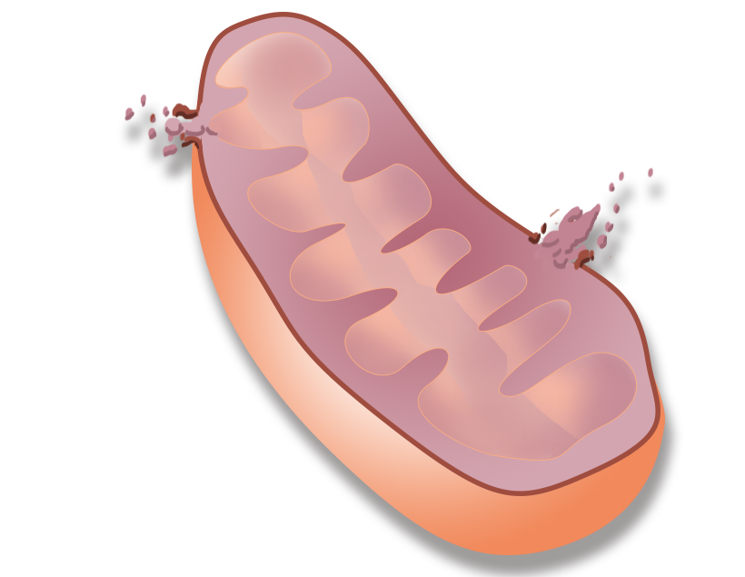 2D scientific figure illustrating a mitochondrion, showcasing design elements for a scientific figure design service.